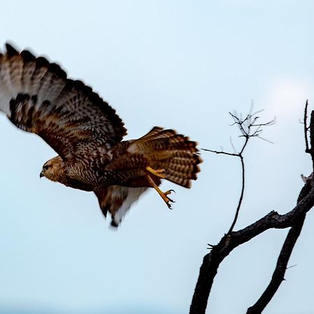 Nungubane Game Lodge Заповедник Велгевонден Экстерьер фото