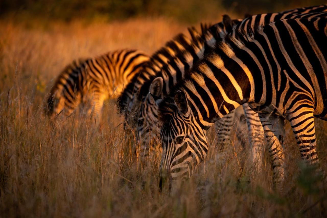 Nungubane Game Lodge Заповедник Велгевонден Экстерьер фото